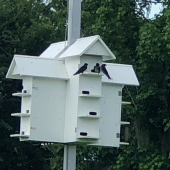 Troyer Owl & Starling Protection Adapter Plates Conely II Entrance - Picture 4 of 7